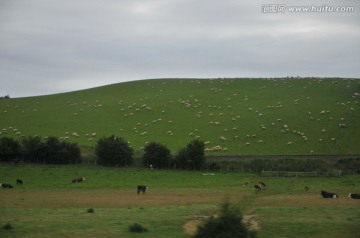 散养羊群