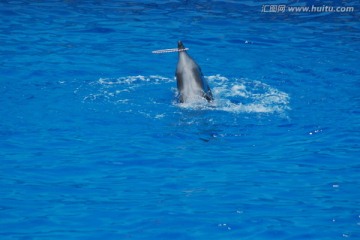 海豚 海豚表演 浪花