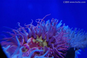 海葵 植物 海洋植物 海底世界