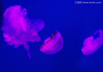海母 海洋动物 动物 海底世界
