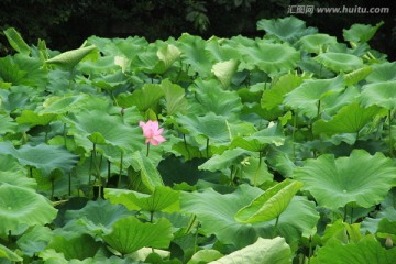 夏日荷塘