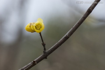 腊梅