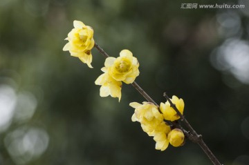 腊梅