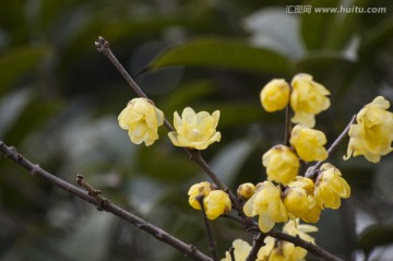 幸福梅林