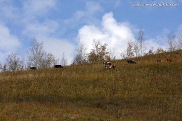 山坡上的牛享受大自然