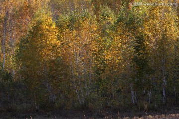 金灿灿桦树林装满秋季的收获