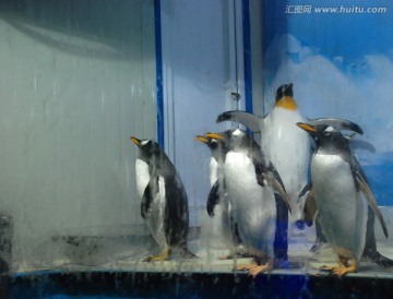 企鹅 动物 海洋动物 一群企鹅
