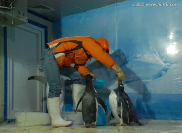 喂企鹅 企鹅 动物 海洋动物
