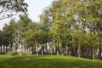 小区楼盘园林景观植物绿化