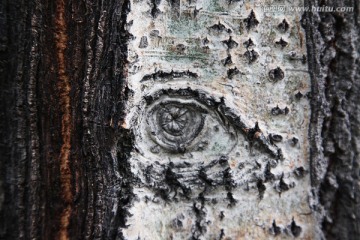 树的眼睛