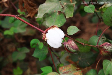 棉花特写