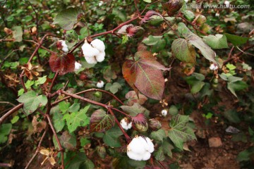 田园风光棉花田