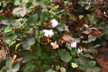 田园风光棉花田