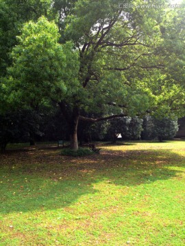 南京 灵谷寺 钟山风景区 草坪