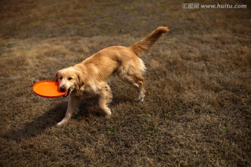 训犬 金毛犬 狗 宠物犬 游戏