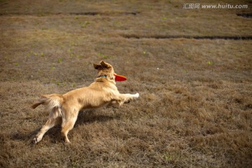 训犬 金毛犬 狗 宠物犬 游戏