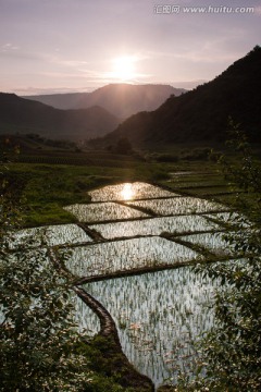 稻田日暮 田野 日落 竖片