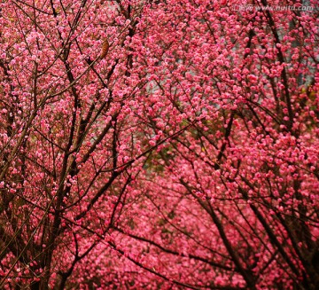 梅香时节