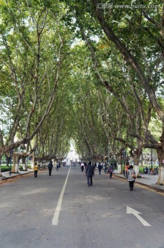 林荫道路 绿树成荫