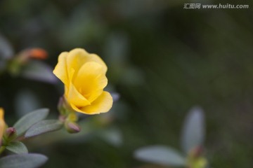 花卉 花朵 花蕊 金黄 植物