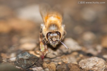 黄蜂 胡蜂