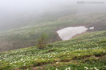 长白山风光 白色杜鹃花海 冰封