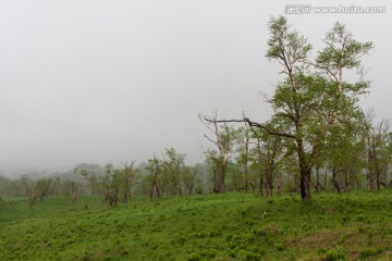 长白山风光 岳桦林