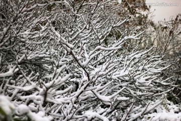 雪景