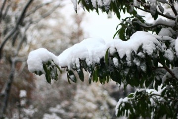 雪景