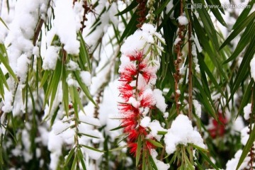 雪景