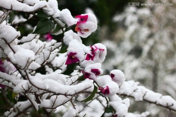 雪景