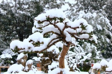 雪景 汇图 （15）