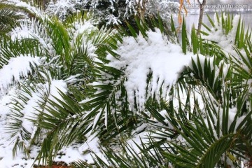 雪景