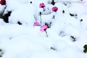 雪景