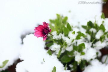 雪景