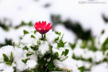 雪景