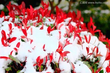 雪景