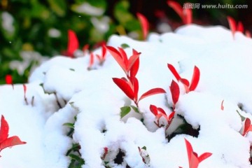 雪景