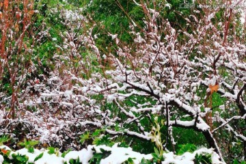 雪景