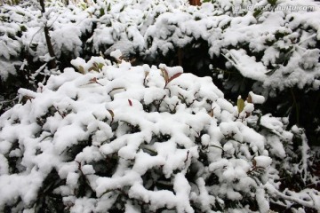 雪景