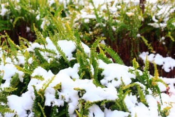 雪景