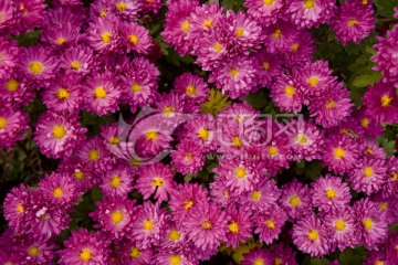 矢车菊 花卉