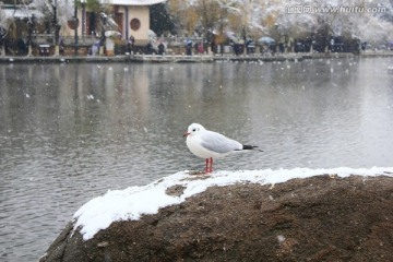 雪中海鸥