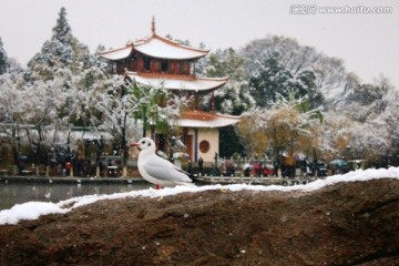 雪中海鸥