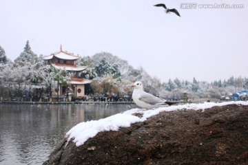 雪中海鸥