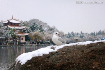 雪中海鸥