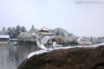 雪中海鸥