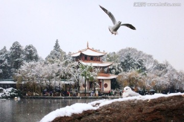雪中海鸥