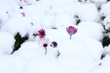 雪景