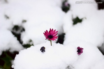 雪景